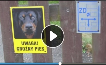 Rottweiler pogryzł dziecko. Stan trzylatka ciężki