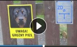 Rottweiler pogryzł dziecko. Stan trzylatka ciężki (wideo)