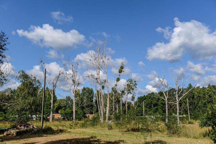 Na działce na terenie Sopotu otruto 41 drzew. Sprawcy dotąd...