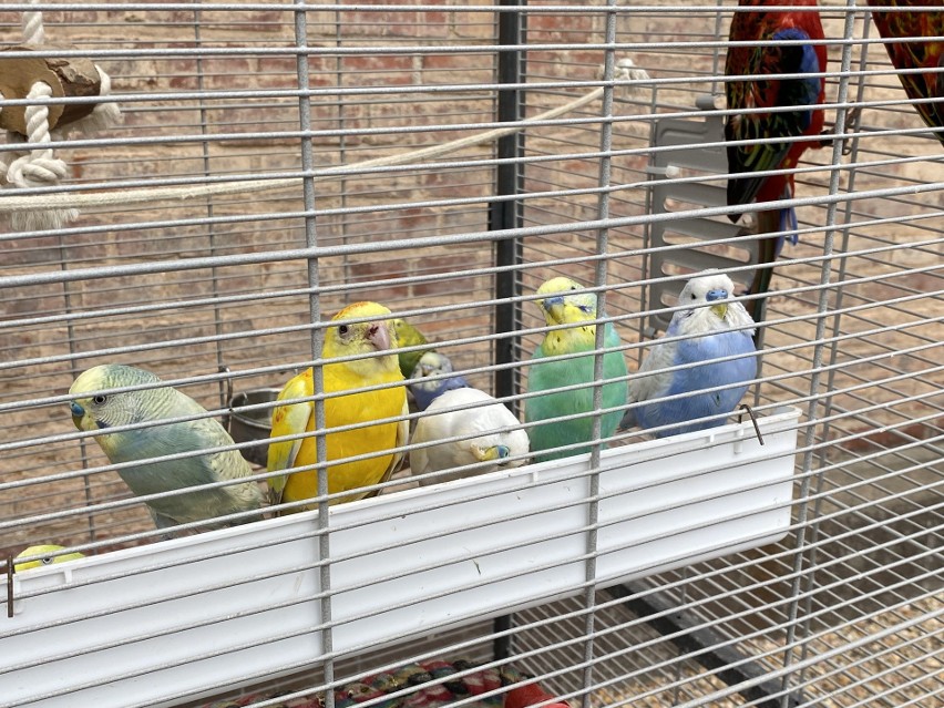 W mini zoo można zobaczyć m.in. papugi.