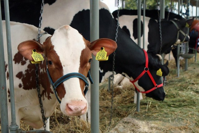 W kraju mamy ok. 1,3 mln gospodarstw rolnych o pow. powyżej 1 ha użytków rolnych. Pogłowie bydła wyniosło 6,3 mln sztuk, 11,2 mln sztuk świń - dane z Powszechnego Spisu Rolnego 2020.