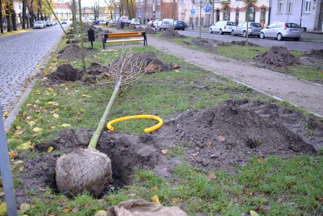 Pod koniec listopada drzewa sadzono także na ulicy Piastowskiej