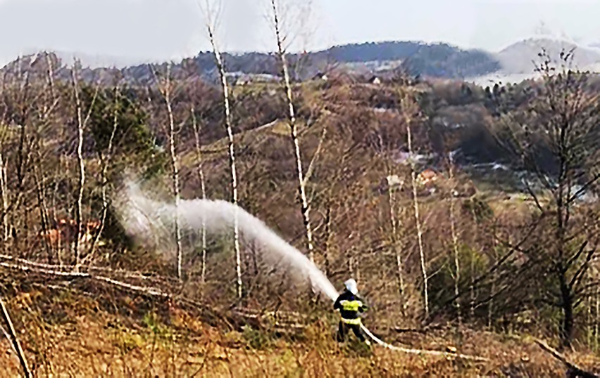 Pogoda sprzyjała, a wiatr podsycał ogień. Wiosenne wypalanie traw w Szyku