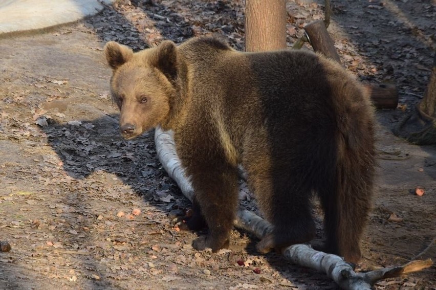 W poznańskim zoo już nie ma małej niedźwiedzicy, gdyż... [ZDJĘCIA]