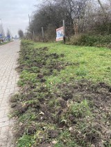 Dziki w pobliżu jednego z osiedli na Gumieńcach w Szczecinie. Mieszkańcy nie kryją obaw