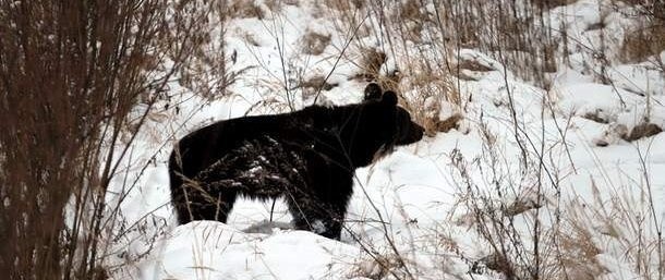 Młody niedźwiedź, którego losy śledziła wczoraj niemal cała Polska, wrócił do lasu.