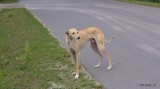 Przyjazny, łagodny pies błąka się w gminie Staszów. Poszukiwany właściciel lub nowy dom 