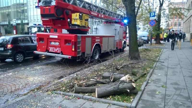 Konar spadł na autobus na Brzeźnej [zdjęcia]