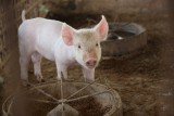 Powstała Krajowa Rada Wieprzowiny. Organizacje branżowe chcą razem walczyć o odbudowę pogłowia świń w Polsce