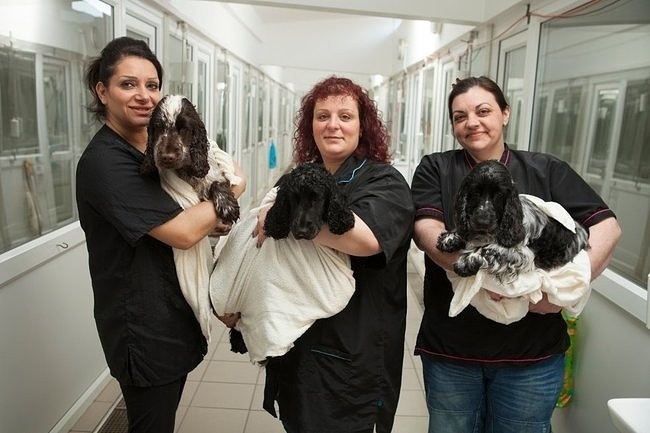 Trzy londyńskie fryzjerki dla psów konkurują o prestiżowy...