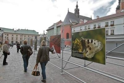 Wystawa na Małym Rynku Fot. Anna Kaczmarz