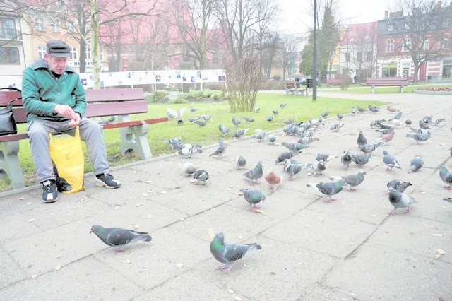 Napotkany na skwerze przy placu Pokoju w Lęborku emeryt twierdzi, że gołębie dokarmia prawie codziennie.