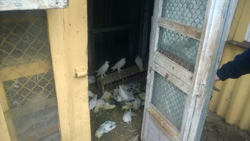 Martwe gołębie na działkach przy ul. Judyma [zdjęcia]