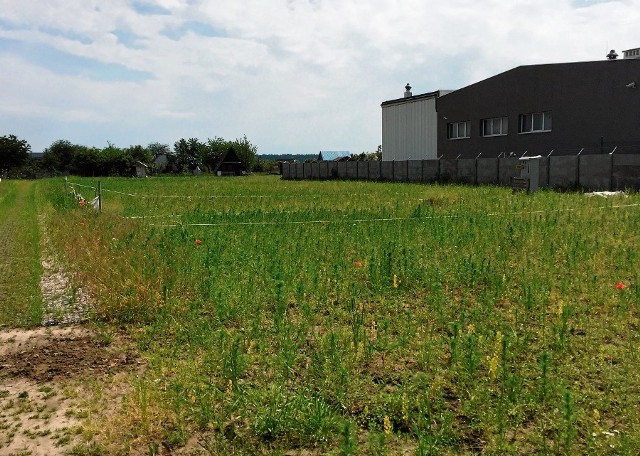 Na część ogrodu „Bazant”, którą zrównano z ziemią, działkowcy nie powrócili. Mimo że została oddana do użytku. Odmienne zdania prezesów sprawiają, że na razie rosną tam tylko chwasty