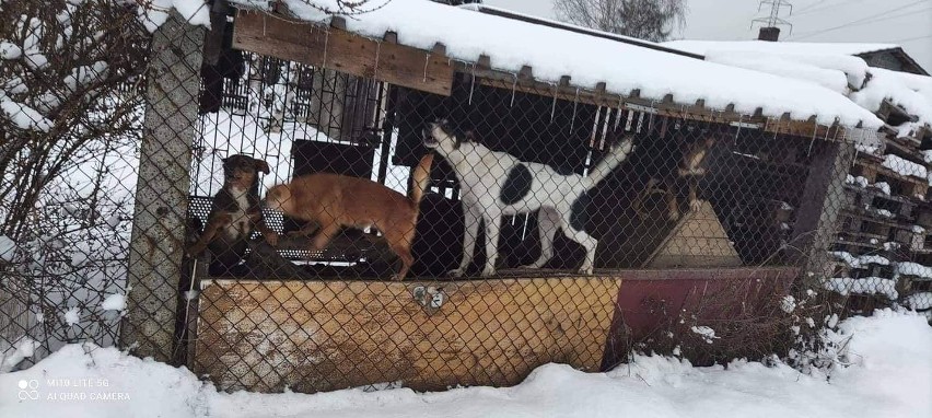 Wiele interwencji inspektorów OTOZ Animals w Oświęcimiu było...