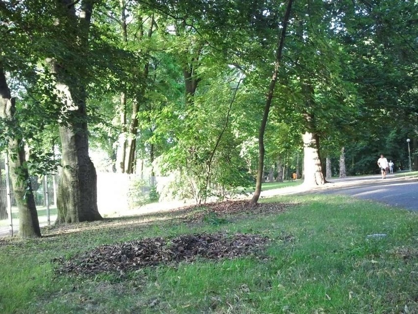 Park górczyński w Poznaniu