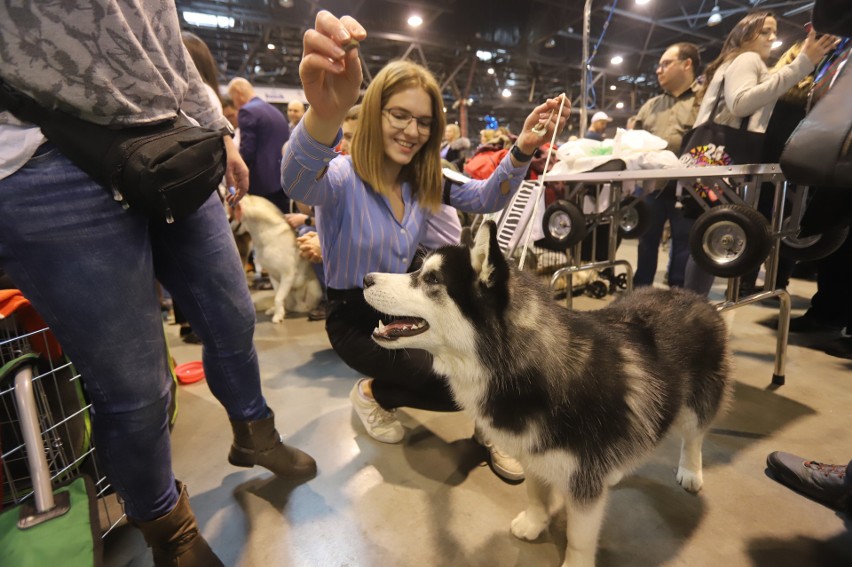 Husky syberyjski...