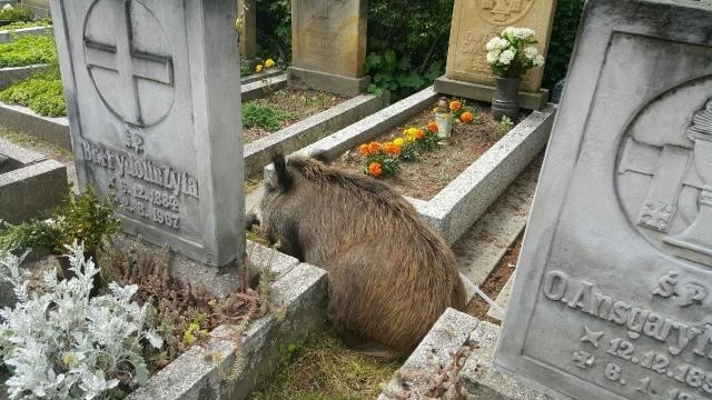 Dziki na cmentarzu w Katowicach - Panewnikach