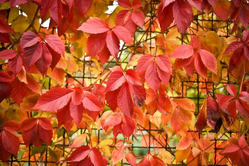 Pierwsze jesienne liście. Zobaczcie piękną jesień idącą przez parki i skwery (ZDJĘCIA)