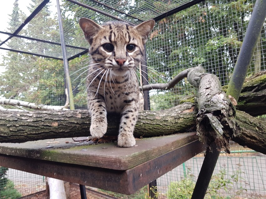 Mieszkańcy śląskiego zoo. Na zdjęciu: kot argentyński...