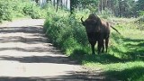 Samotny żubr był widziany w Brzozowcu koło Deszczna