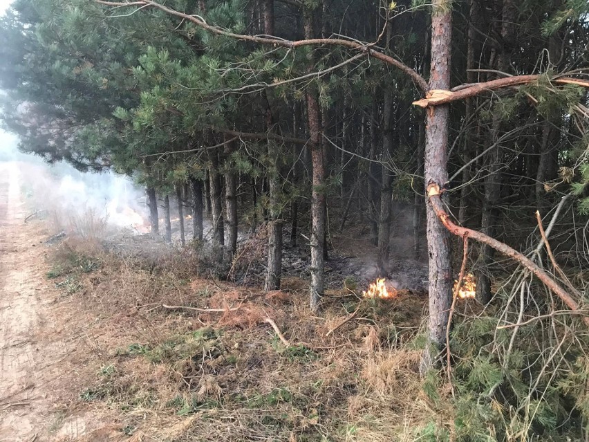 Knyszyn. Pożar lasu przy dawnym wysypisku śmieci (zdjęcia)