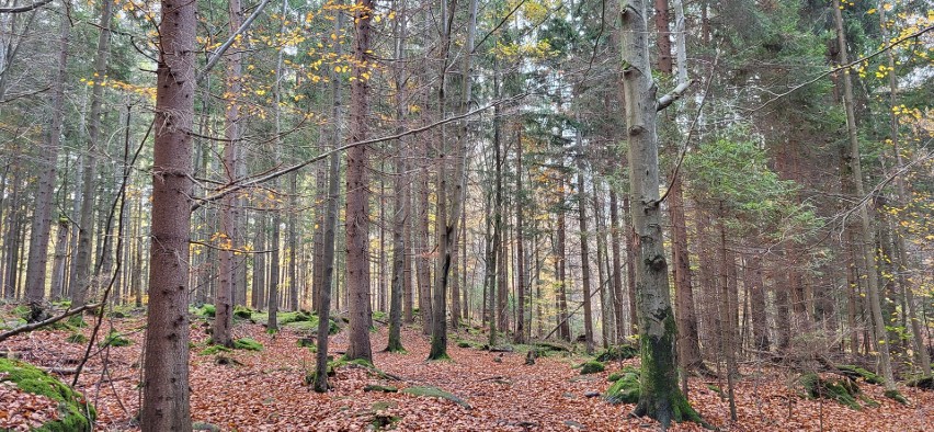 Jesienny las w Górzyńcu