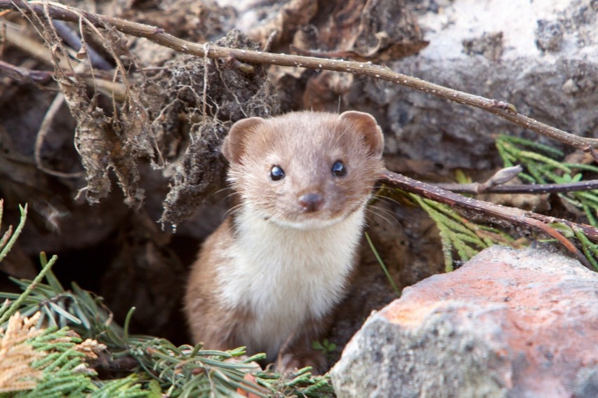 Kwiecień - ŁASICA (Mustela nivalis)...