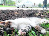 W Domaszowicach w ciągu jednego tygodnia znaleziono aż cztery martwe koty. Czy ktoś je truje?