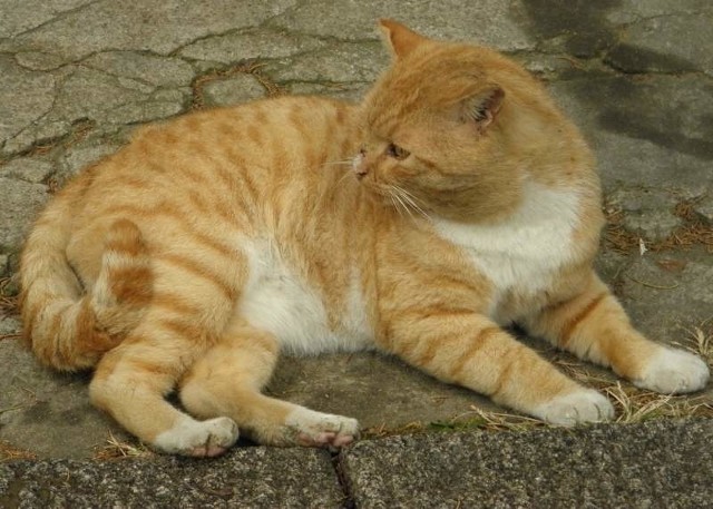 Towarzystwo Opieki nad Zwierzętami  szacuje, że w mieście żyje około tysiąca bezpańskich kotów.