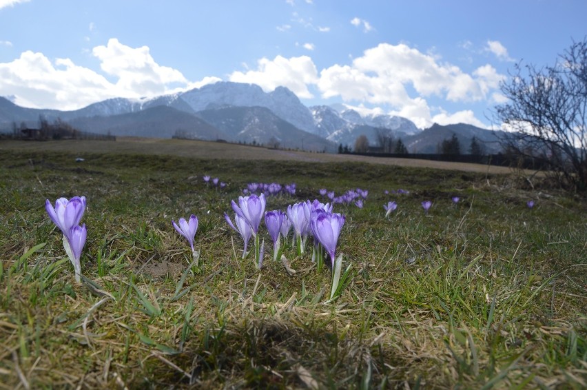 Tatry. Na halach i polanach zakwitły już krokusy  