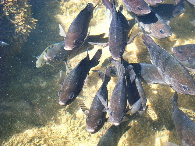 kolagen pozyskiwany z ryb morskich przewyższa swoją efektywnością stosowany do tej pory kolagen ze skóry ssaków hodowlanych.