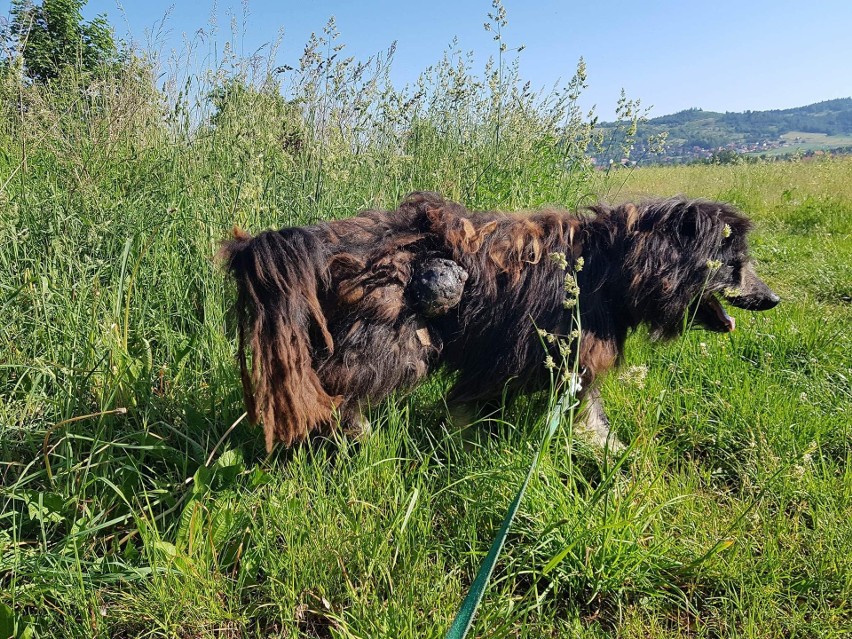 Ratował skrajnie zaniedbane psy. Prokuratura oskarżyła go o... kradzież 