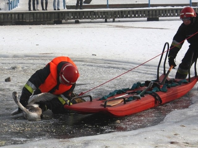 Wyrąbywanie przerębli przez strażaków nie zawsze zdaje egzamin. Przy kilkunastostopniowych mrozach woda ponownie szybko zamarza. W takim miejscu lód jest gładki i pióra ptaków łatwiej przymarzają.