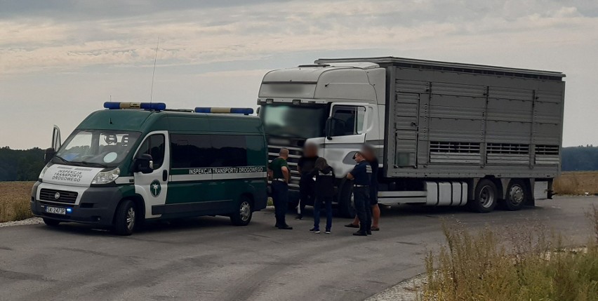 Ruda Śląska. Na autostradzie A4 zatrzymano ciężarówkę, z której wylewały się odchody. Wiozła byki 