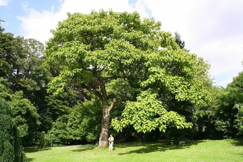 Paulownia to okazałe drzewo pochodzące z Dalekiego Wschodu,...