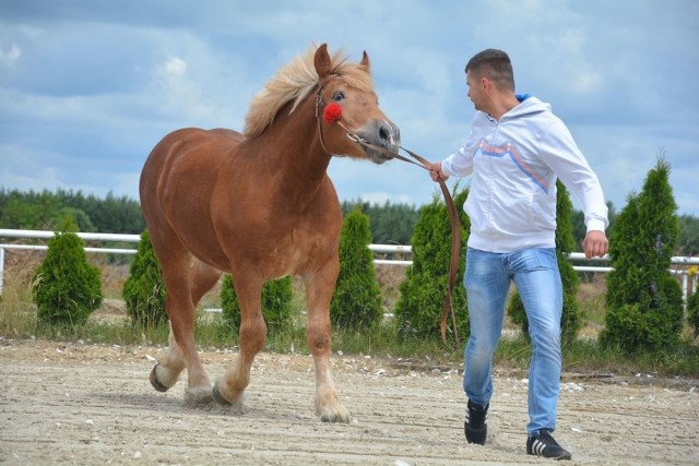 Konie hodowlane zostaną zaprezentowane 3 lipca w Skaryszewie.