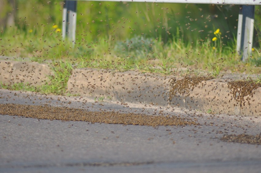 Pszczoły obsiadły wiadukt w Szczecinku (zdjęcia)