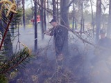 Pięć zastępów straży gasiło pożar lasu w Jastkowicach. Spłonął hektar poszycia