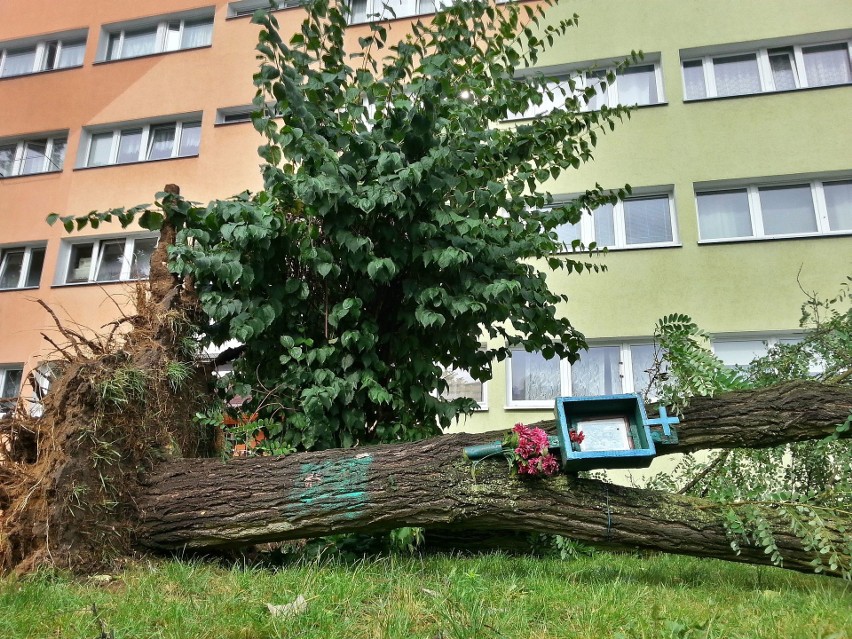 Burza w Łodzi. Nawałnica nad Łodzią. Powalone drzewa, gałęzie na drogach, zalane ulice [ZDJĘCIA]