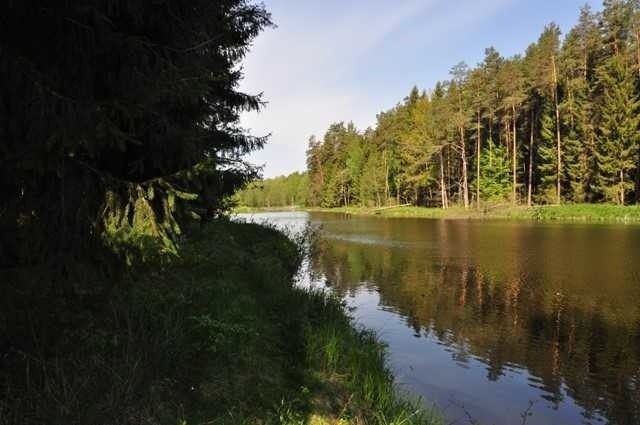 Nadleśnictwo Browsk rozpoczęło inwestycję mającą uratować...