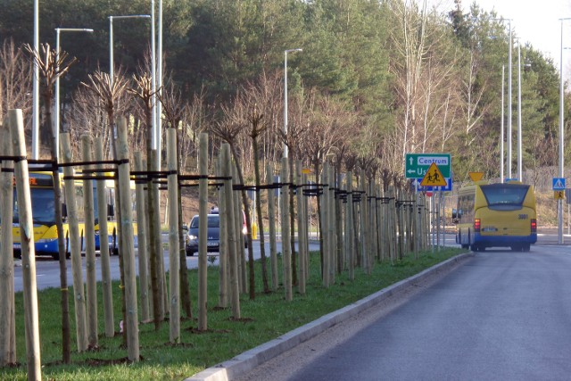 Czytelnik twierdzi, że drzewka rosnące na ulicach, na których przebiega ring, zostały posadzone w pośpiechu i teraz trzeba je poprawiać.