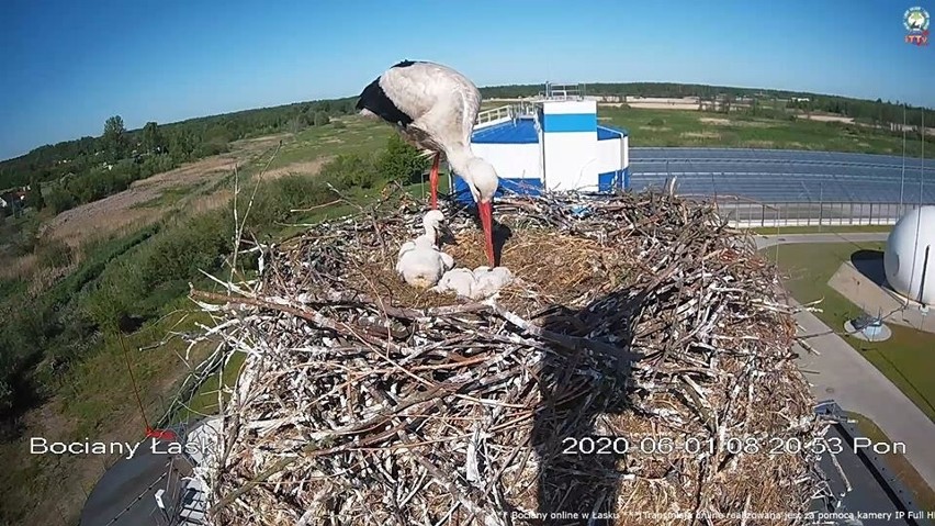 Jakiś czas temu jeden z bocianów przyniósł do gniazda, w...