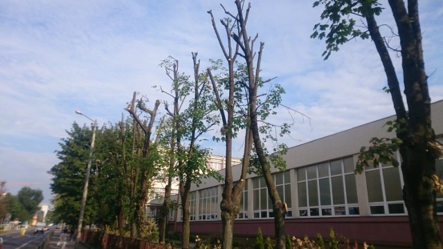 Zdjęcia drzew przy ul. Braniborskiej. Stan na sierpień 2016.