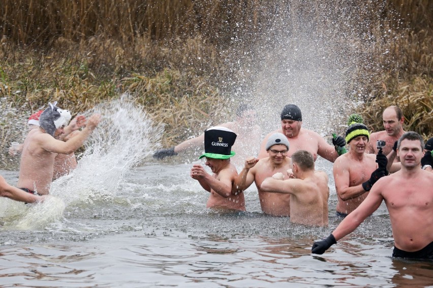 Morsy wskoczyły do rzeki Narew na kilka minut.