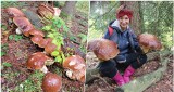 Szok! Ogromne grzyby w lesie w Birczy [ZDJĘCIA]