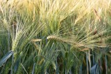 Pierwsze doniesienia wskazują na wysokie plony pszenicy ozimej. Jakość ziarna jest mocno zróżnicowana