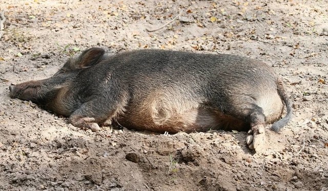 Na szczęście dla rolników, którzy hodują trzodę chlewną, znaleziony w zeszłym tygodniu w lesie koło Warzyna pod Jędrzejowem martwy dzik nie padł z powodu wirusa ASF.