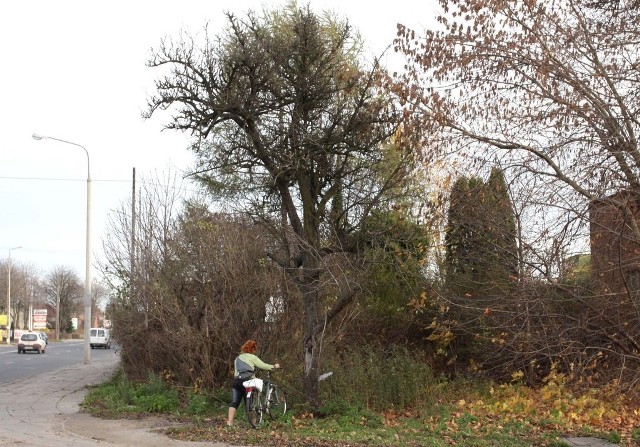 Drzewo jest wysokie i zdaniem naszego czytelnika zagraża bezpieczeństwu przechodniów.