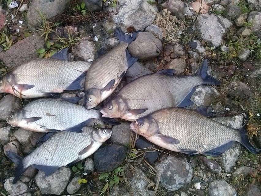 Katastrofa ekologiczna w Poznaniu. Tysiące martwych ryb w...